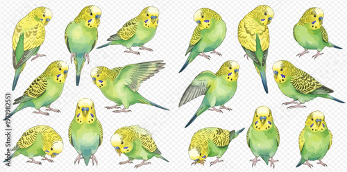 Watercolor illustration set of cute green budgerigars in various poses, isolated on a transparent background, perfect for pet-themed designs.