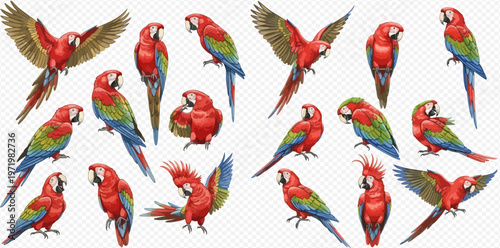 Set of colorful scarlet macaw parrots in various poses, tropical birds collection isolated on transparent background.