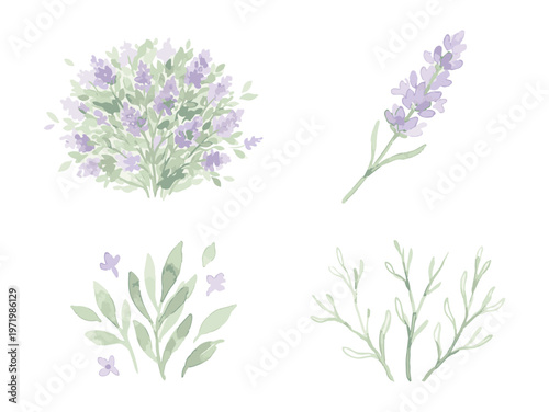 Watercolor Botanical Illustrations of Lavender and Greenery.