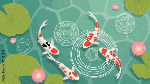 Top view of beautiful koi carp fish swimming in green pond water with ripples lily pads and pink lotus flowers.