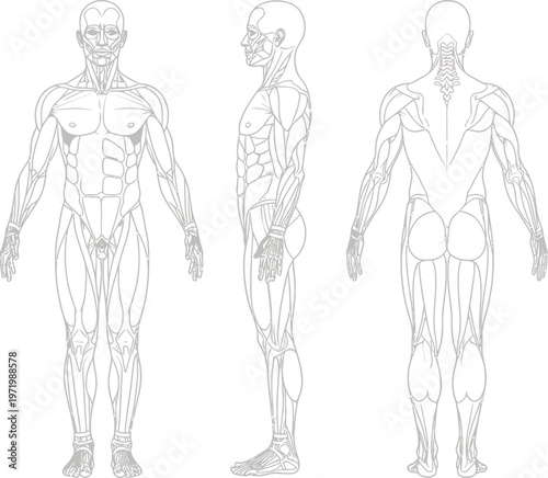 Human muscular system anatomy outline vector graphic three views illustration