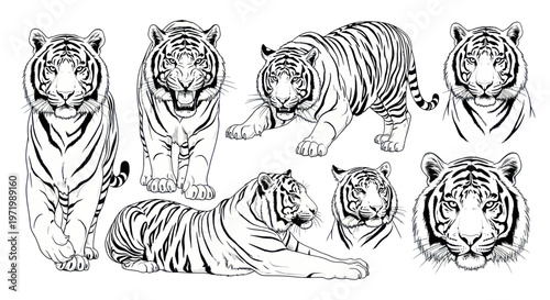 Collection of Black and White Tiger Illustrations, Various Poses
