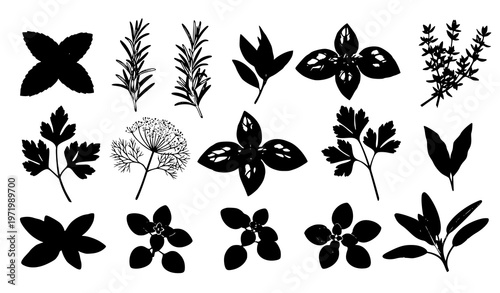 Culinary herbs collection isolated on transparent background with mint rosemary basil thyme parsley dill oregano and sage vector set