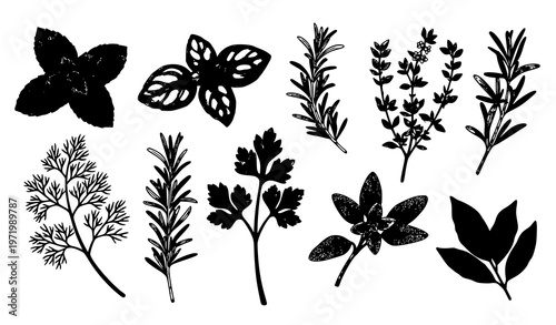 Hand drawn culinary herb set isolated transparent vector illustration with mint basil rosemary thyme and oregano botanical collection
