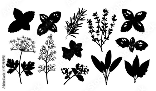 Realistic culinary herb collection isolated on transparent background with mint rosemary basil thyme parsley dill oregano sage vector illustration