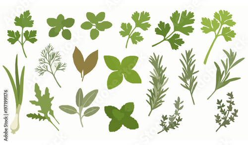 Cartoon style culinary herbs collection isolated on white background with parsley oregano basil rosemary mint thyme vector illustration set