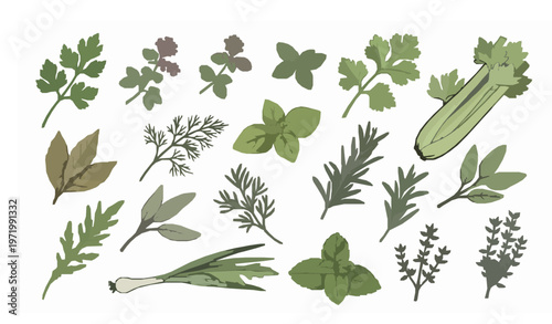 Hand drawn botanical herbs set isolated on white background parsley oregano basil rosemary mint thyme dill vector illustration collection