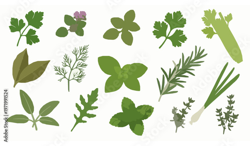 Realistic culinary herb set isolated on white background parsley oregano basil rosemary mint thyme vector illustration
