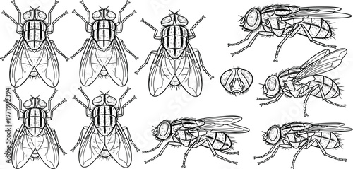 Fly Insect Detailed Vintage Engraving Set with Multiple Views for Scientific Illustration, Entomology Study, Anatomy Reference and Educational Biology Design