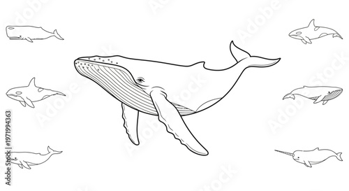 Whale Collection: Diverse Cetacean Species Illustration, Humpback Whale Center
