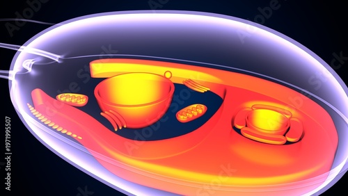 Chlamydomonas insect anatomy. 3d illustrations