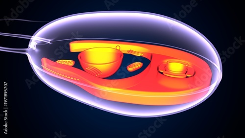 Chlamydomonas insect anatomy. 3d illustrations