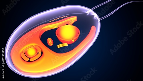 Chlamydomonas insect anatomy. 3d illustrations