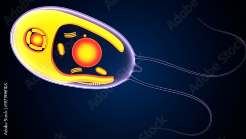 Chlamydomonas insect anatomy. 3d illustrations