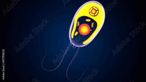 Chlamydomonas insect anatomy. 3d illustrations