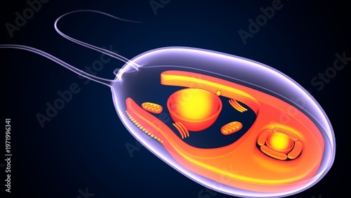 Chlamydomonas insect anatomy. 3d illustrations