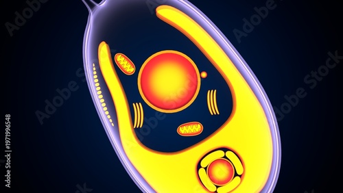 Chlamydomonas insect anatomy. 3d illustrations