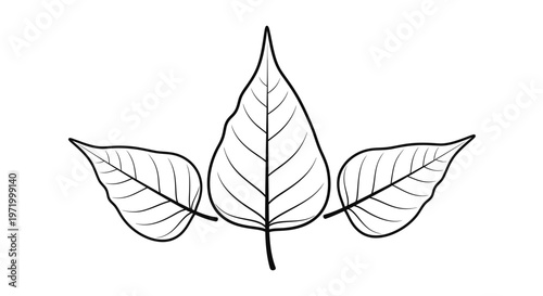 line drawing of three leaves