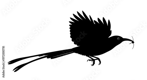 Fotografie Silhouette of a long tailed bird in flight carrying a small insect in its beak w