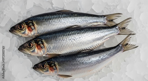 Freshly caught herring fish displayed on a bed of ice cubes close up