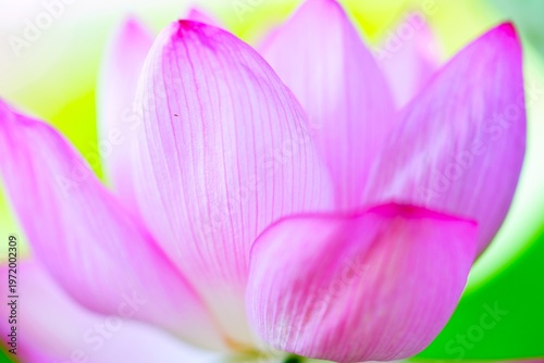 蓮の花