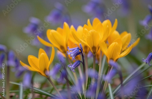 A vibrant close-up showcasing a cluster of bright yellow crocuses nestled amongst delicate purple hyacinths.
