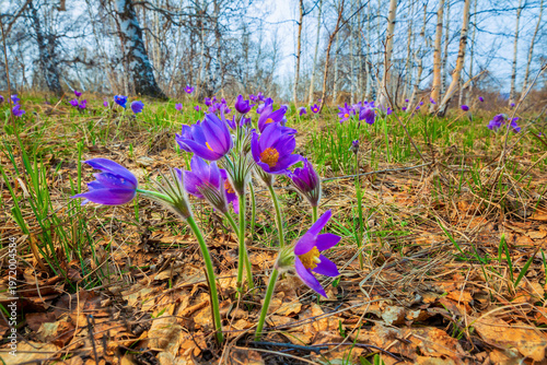 A blooming purple snowdrop in the Southern Urals