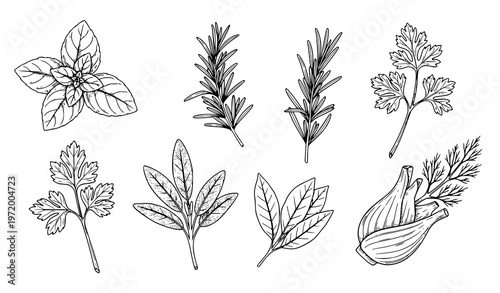 Hand drawn Italian herbs and spices sketch set with basil rosemary parsley sage fennel vector botanical illustration