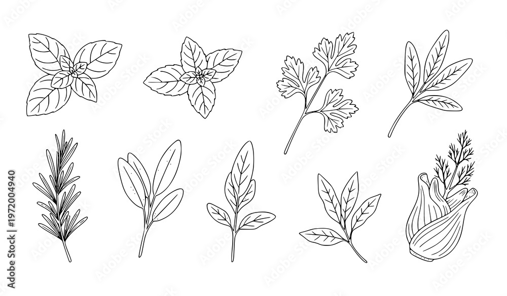 Fototapeta premium Vintage engraving Italian culinary herb set with basil mint rosemary parsley sage fennel vector illustration collection