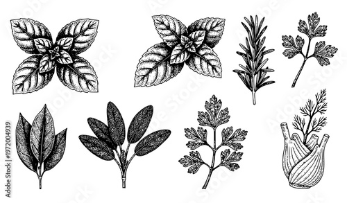 Minimal hand drawn Italian herb sketch set with basil rosemary parsley mint sage fennel vector kitchen illustration