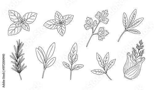 Vintage engraving Italian culinary herb set with basil mint rosemary parsley sage fennel vector illustration collection