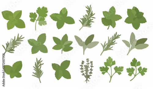 Semi realistic herbal icon collection with basil rosemary mint parsley thyme coriander vector set for cosmetic and food design