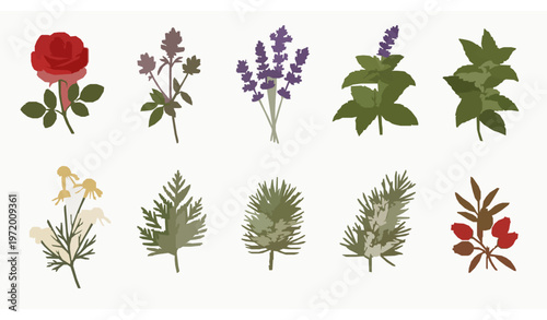 Essential oil botanical plant set with rose lavender mint chamomile cedar pine vector illustration for spa cosmetic and wellness branding
