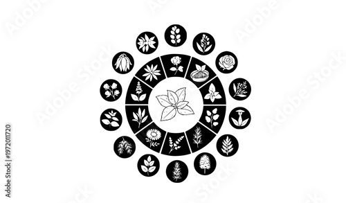 Premium white silhouette essential oil label icon set with 44 botanical aromatherapy plants vector illustration for spa and Ayurveda design
