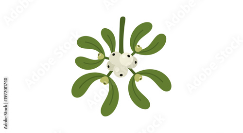 Mistletoe Vector Illustration with White Berries and Green Leaves, Flat Design for Christmas Holiday Season Decorations and Festive Greetings