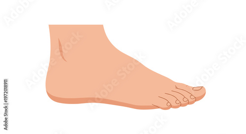 Profile view of bare human foot against white background showing toes and ankle for medical anatomy or beauty salon advertisement.