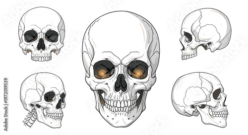 Multiple views of human skull anatomy including front, side, and profile angles against white background for medical study.