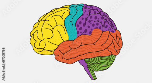 Vibrant anatomical illustration of the human brain, clearly depicting different lobes in bright colors, ideal for neuroscience, psychology, and educational content.