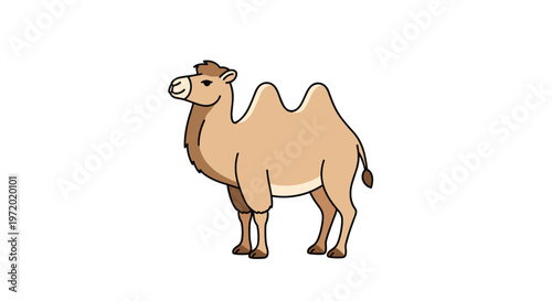 Illustrated Bactrian camel with two humps standing in profile against a plain background for desert animal or nature studies.