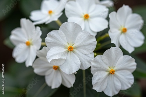A bunch of white flowers that are in the grass_2