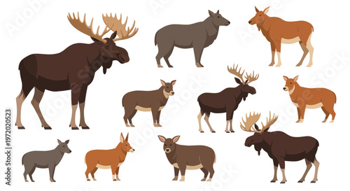 Diverse Moose and Deer Collection