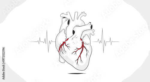 Detailed anatomical illustration of a human heart with red arteries and a grey pulse line heartbeat in the background.