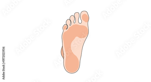 Anatomical illustration of the bottom of a human foot showing the sole and toes with natural skin tones and subtle shading on a white background.