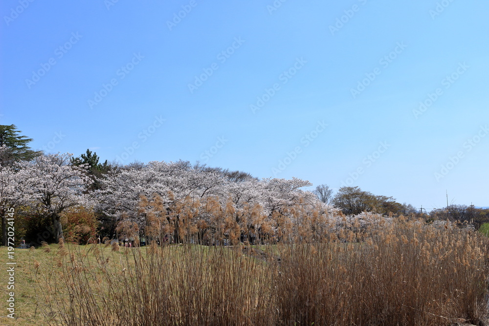 Fototapeta premium 瀬田川岸のヨシと公園の桜並木と青空