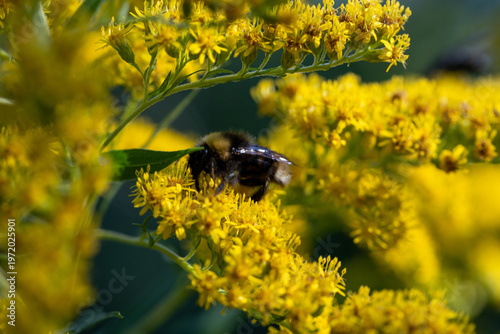 Photos Busy bee explores bright yellow goldenrod flowers