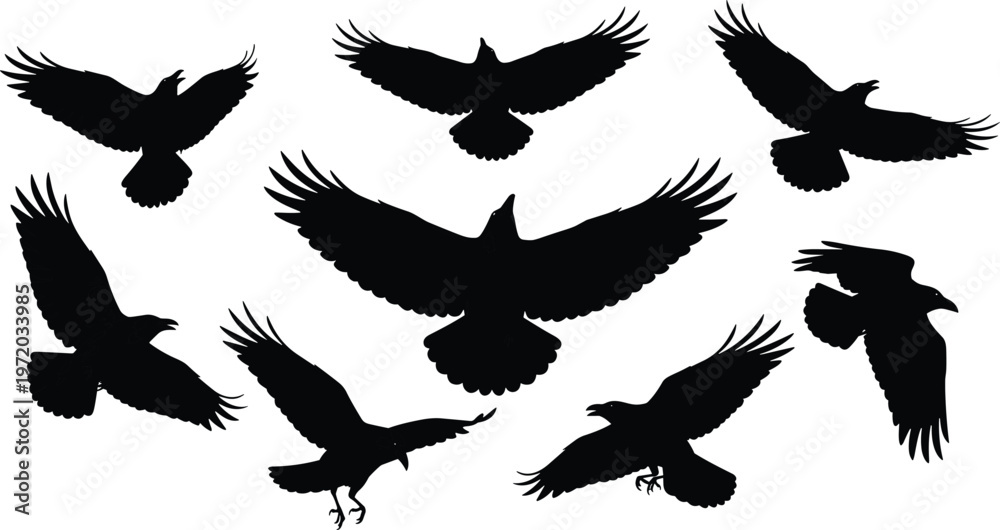 Fototapeta premium Eagle silhouettes flying set, various bird of prey wing positions isolated, wildlife predator icons for nature, hunting and freedom concept design