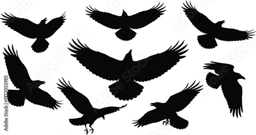 Eagle silhouettes flying set, various bird of prey wing positions isolated, wildlife predator icons for nature, hunting and freedom concept design