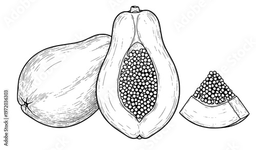 Realistic papaya botanical illustration whole fruit half with seeds and slice vector