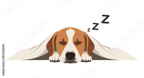 A peaceful beagle dog rests its head comfortably on its front paws while sleeping soundly beneath a soft and heavy white fabric blanket on a plain background.