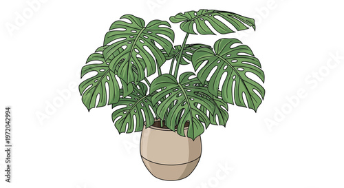 Illustration of a monstera deliciosa plant in a ceramic pot
